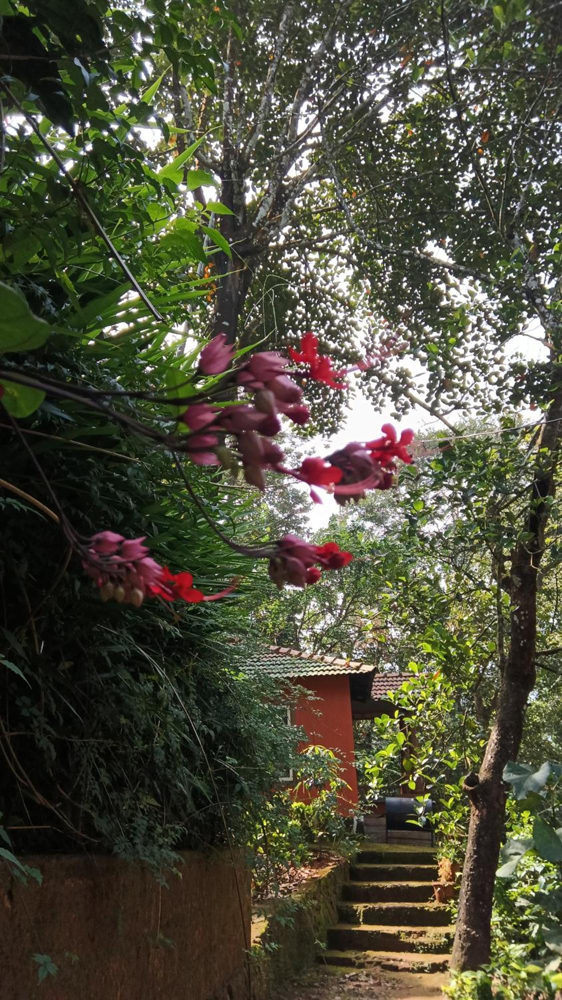 Jungle Valley Ayurvedic Spa Resort Meppadi Exterior photo